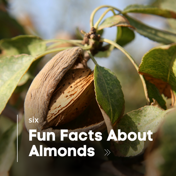 6 Fun Facts About Almonds